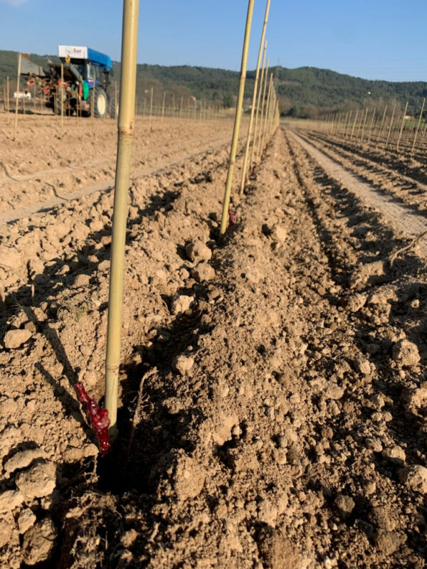 Plantation 2021 Vermentino.