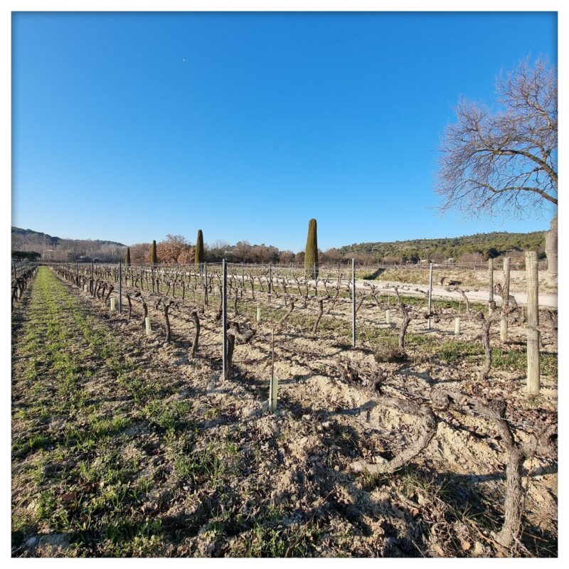 La Taille des vignes est en cours au domaine.