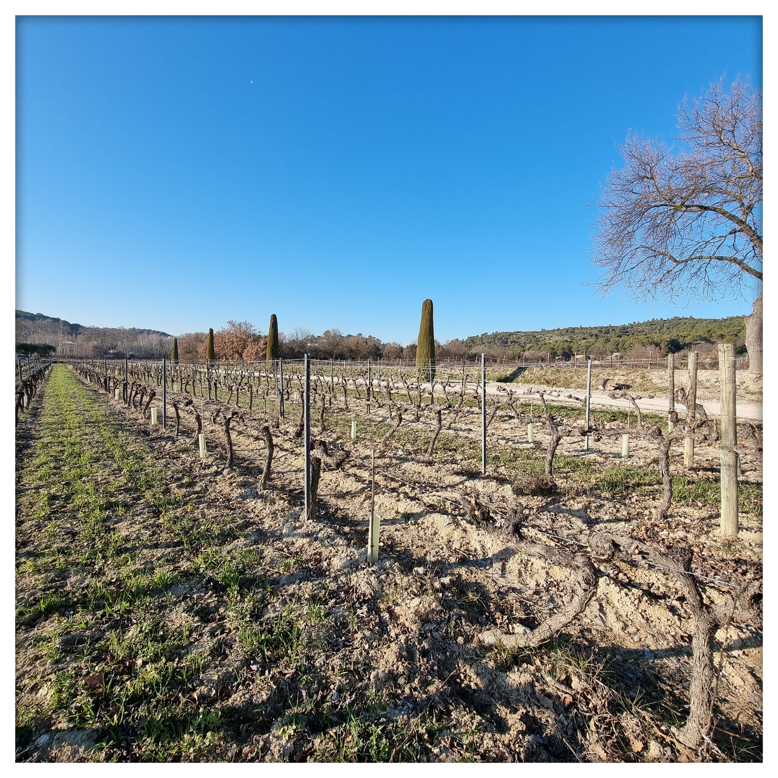La Taille des vignes est en cours au domaine.