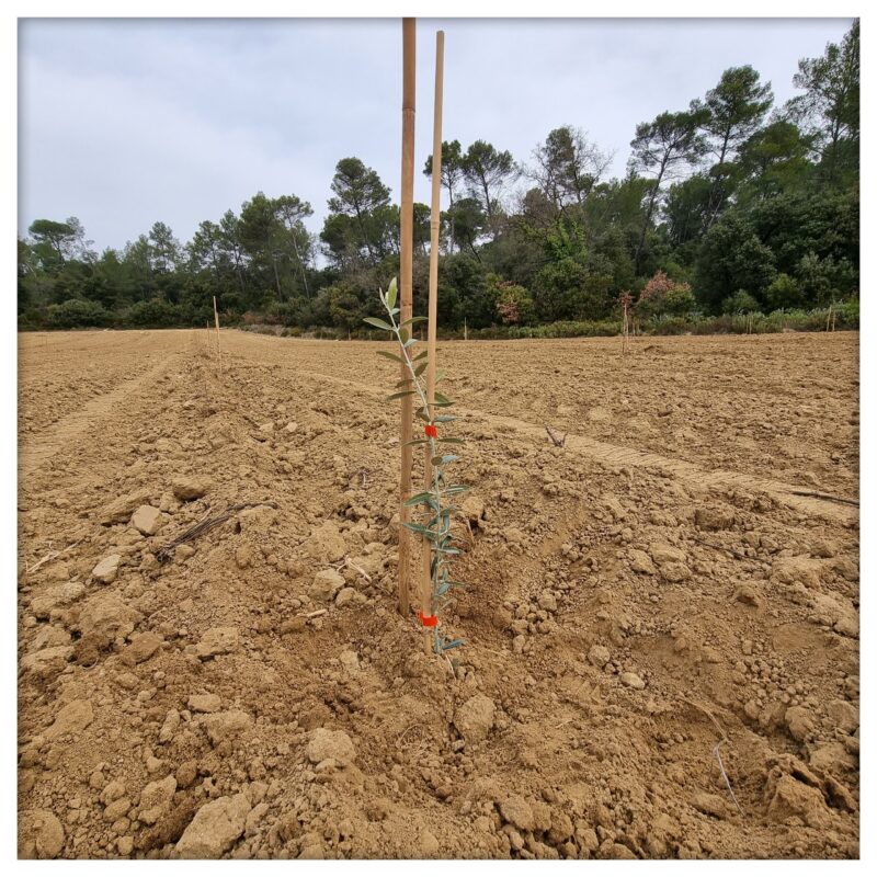 Plantation de 1ha d'olivier bientôt de l'huile d'olive au domaine.