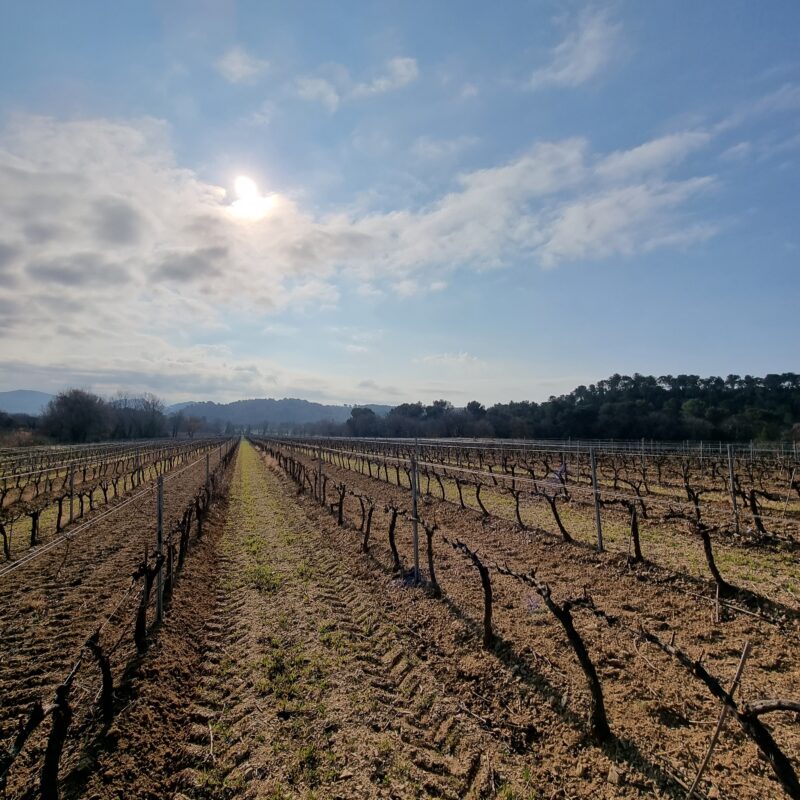 Parcelle de 4ha de Grenache au Veou sur le vignoble.