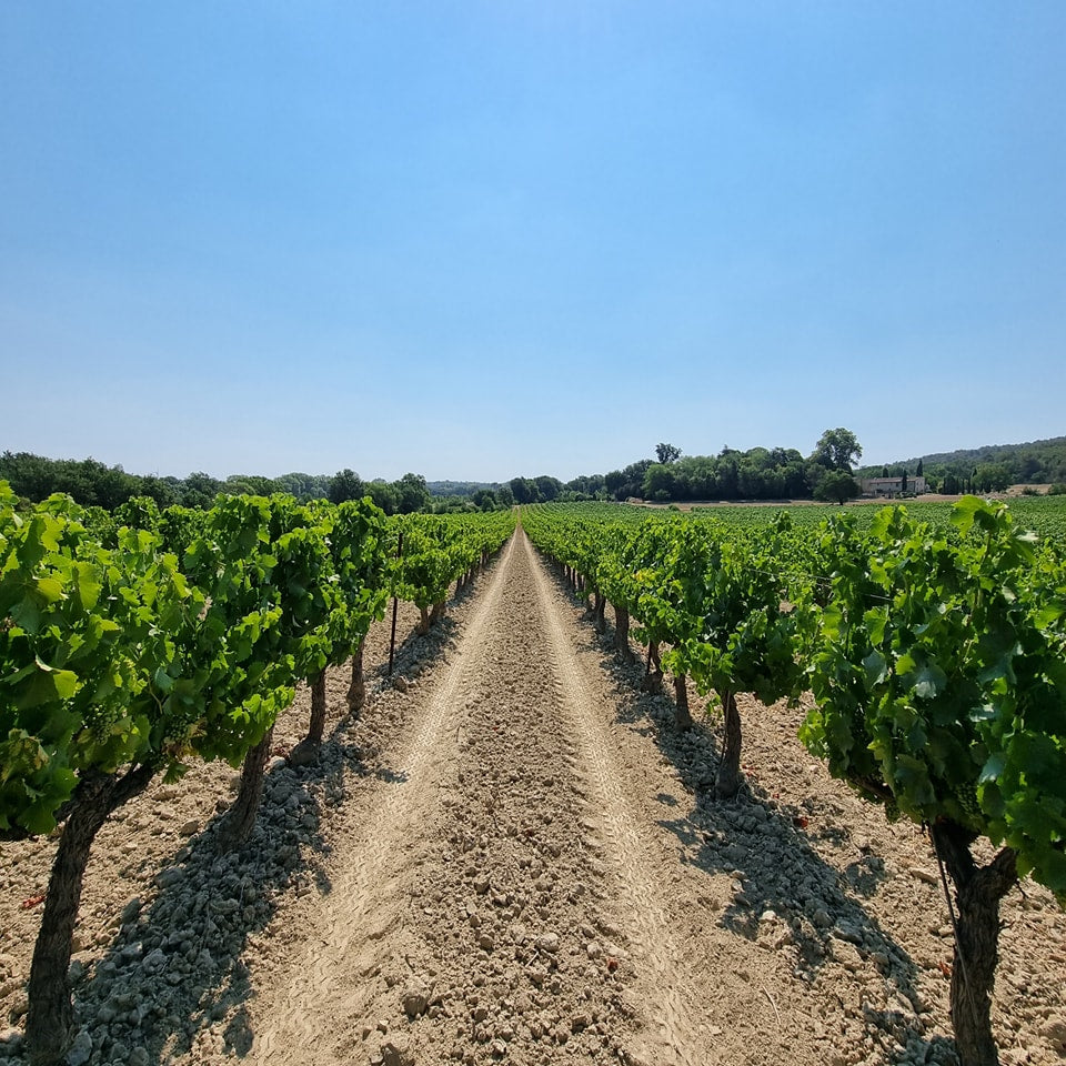 Les vignes poussent.