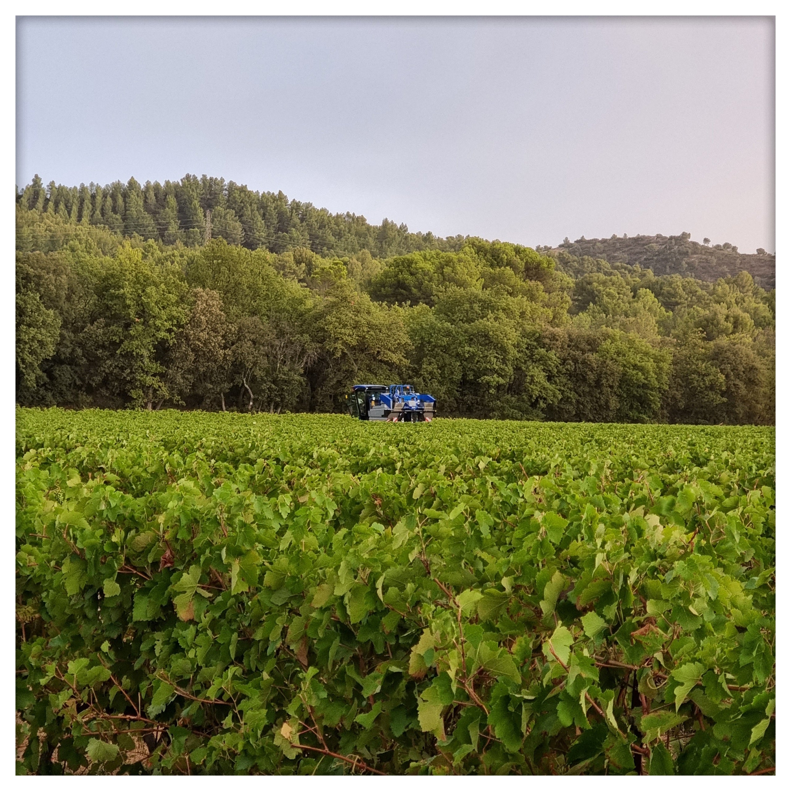 Les vendanges avancent !!