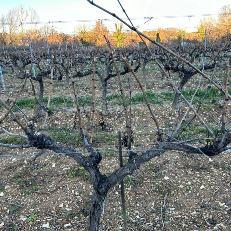 La taille de la vigne.