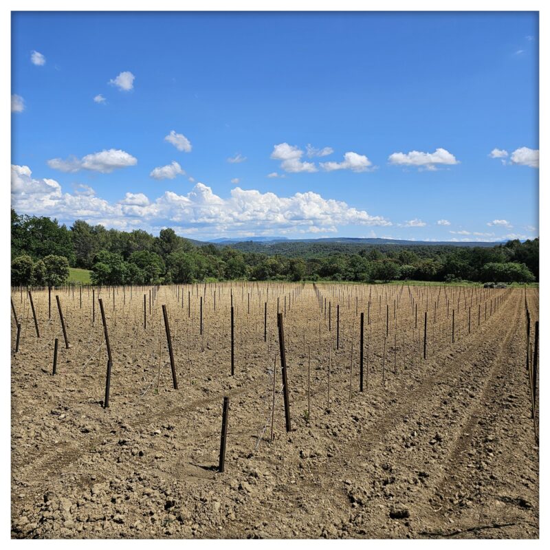 Plantation Grenache !!