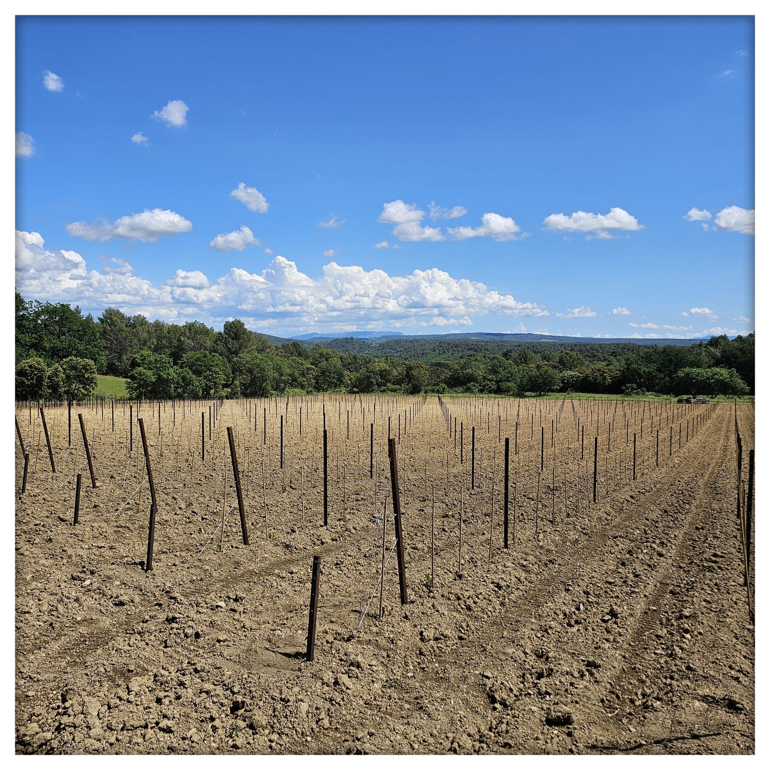 Plantation Grenache !!