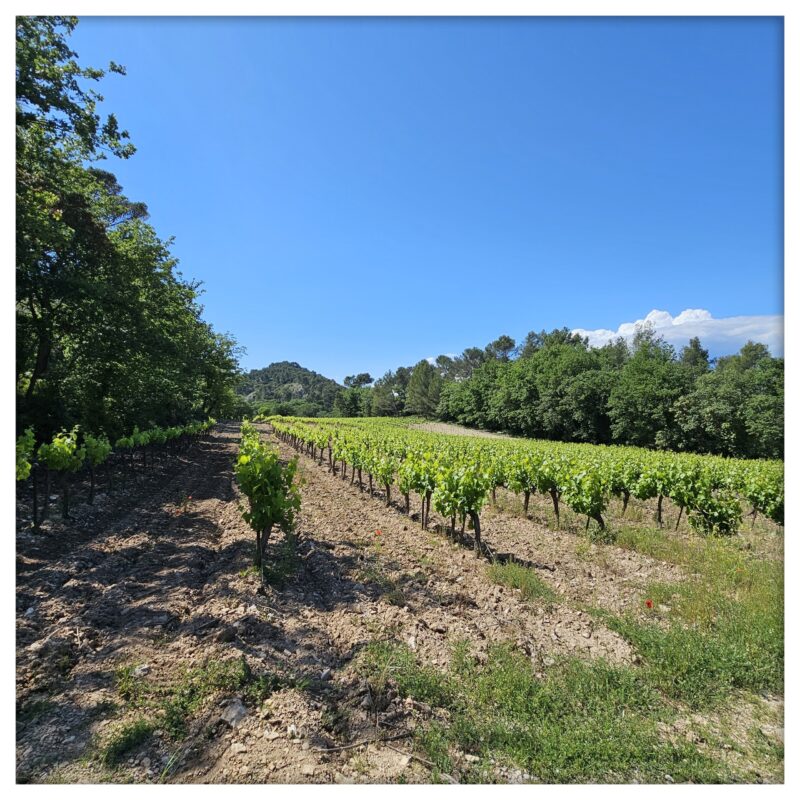 L'effervescence dans nos vignes !!