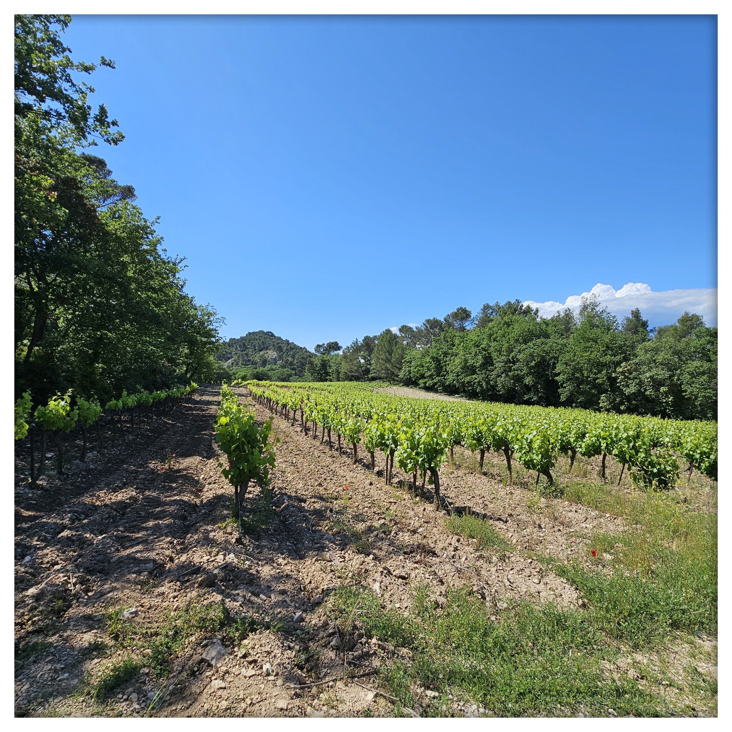 L'effervescence dans nos vignes !!