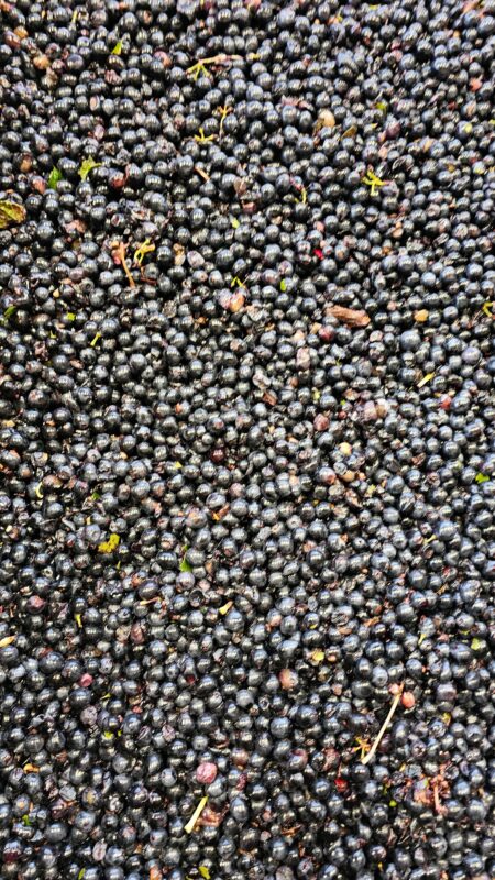 Syrah ...