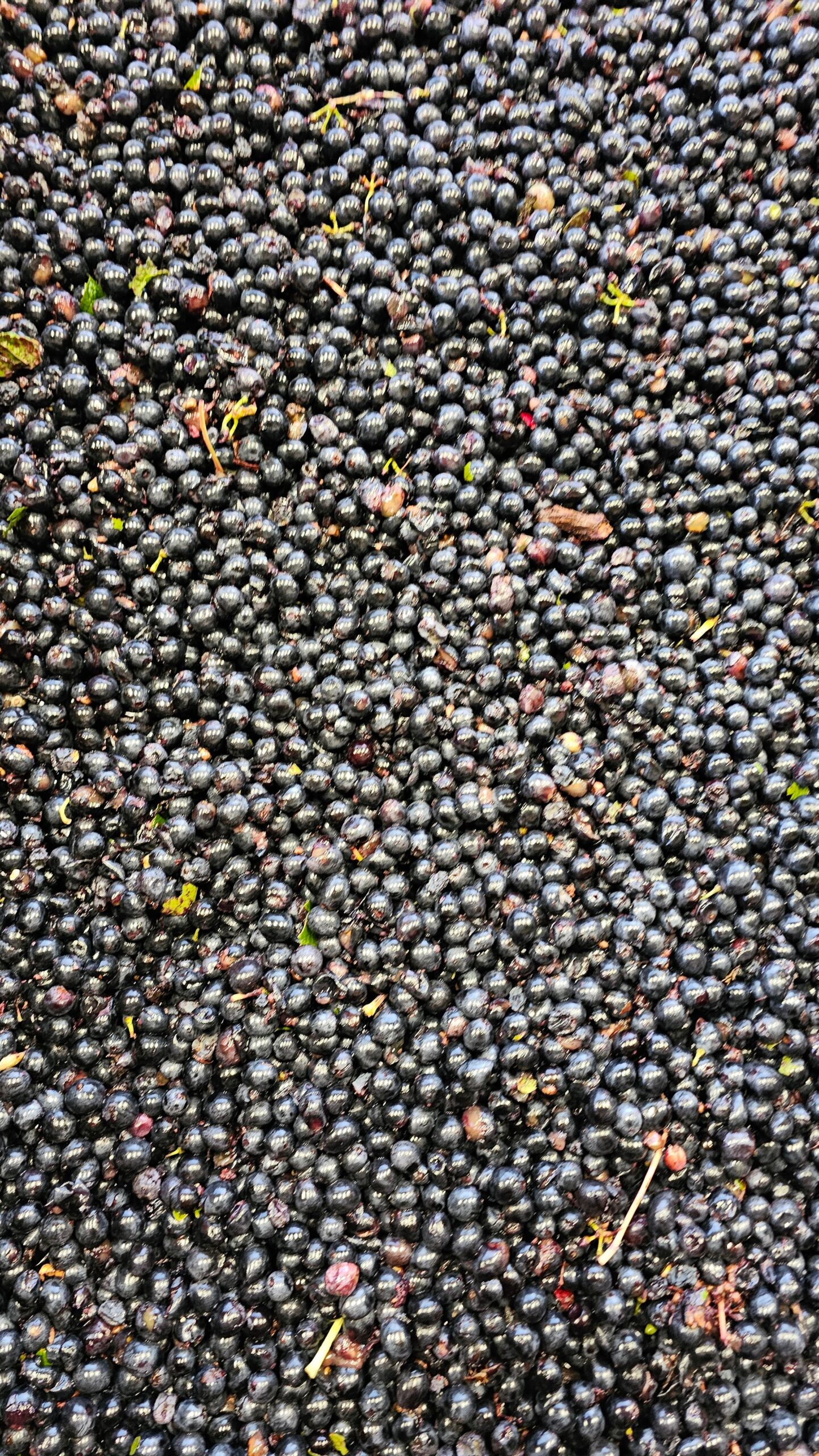 Syrah ...