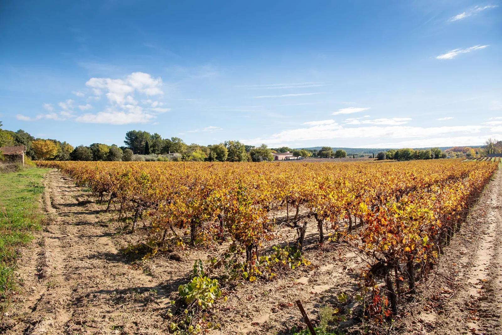 Parcelle de vignes du Domaine Naïs aux couleurs de l automne