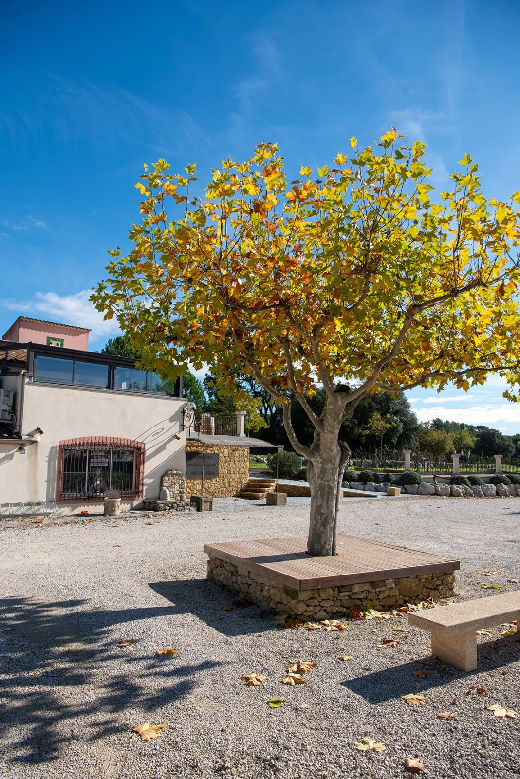 Platane et bancs devant le caveau du Domaine Naïs